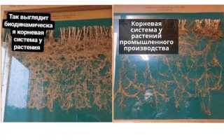 Цельные крупы список. Цельнозерновые каши. Размеры порции продуктов из цельного зерна