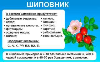 Значение шиповника в жизни человека. Хозяйственное использование шиповника
