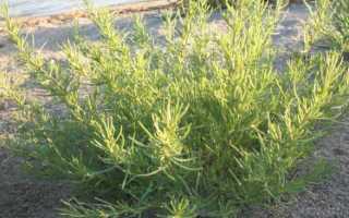 Растения salsola soda. Солянка холмовая – лечебные свойства и противопоказания. Противопоказания и побочные действия