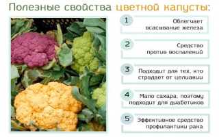 Цветная капуста: польза и вред, лечебные свойства