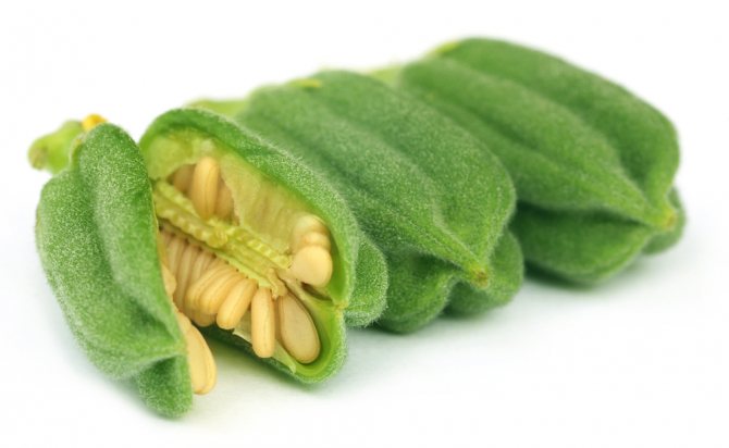 белый кунжут