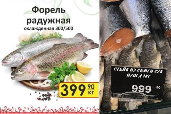 Цена форели и семги