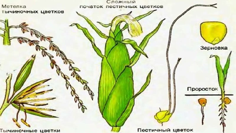 Изучаем строение кукурузы от А до Я: из каких частей состоит овощ и куда применяется каждая часть
