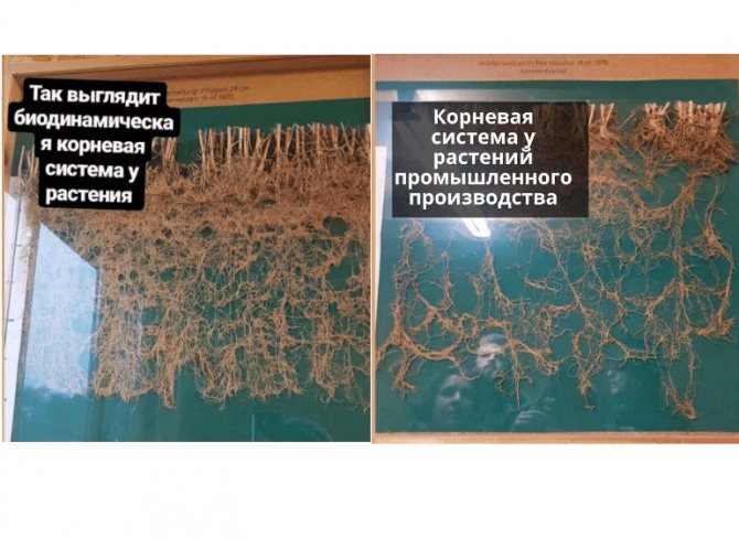 корни растений при разных способах производства
