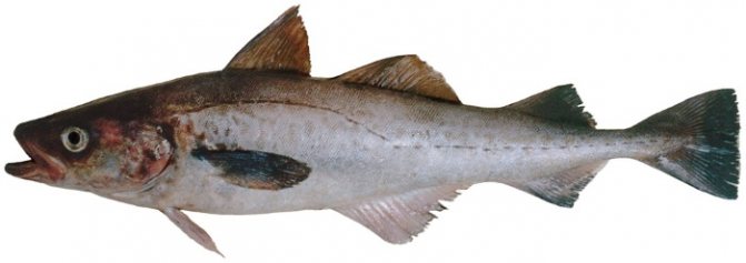 Морская рыба