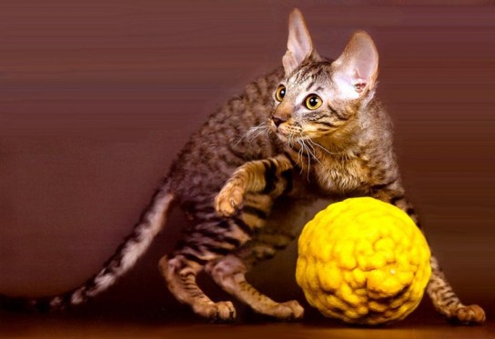 Мячик и кошка!