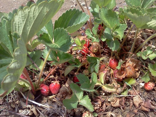 Как правильно посадить клубнику осенью