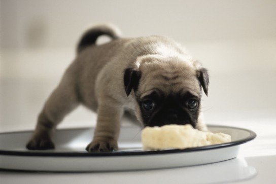 Как нужно кормить собаку?