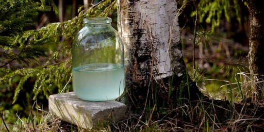 Полезные рецепты напитков из березового сока