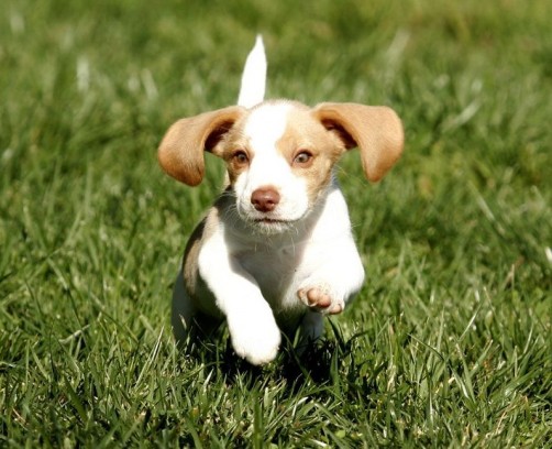 Самые добрые собаки - топ 10