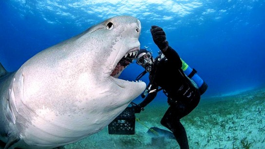 Какие акулы представляют опасность для человека?