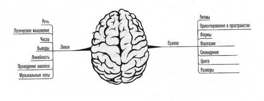 Как развить правое полушарие мозга?