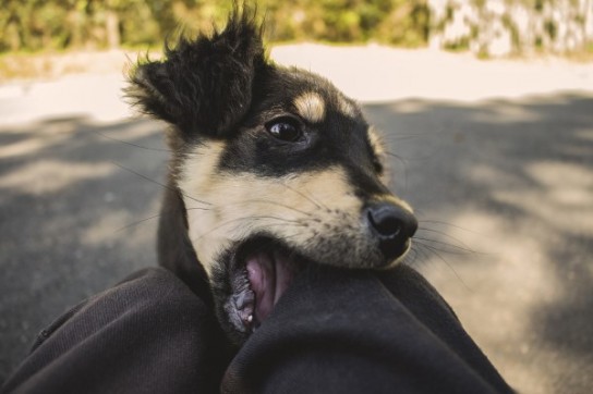 С чем связано опасное поведение питомца?