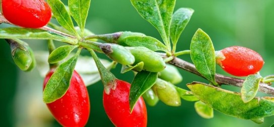 Тибетский барбарис