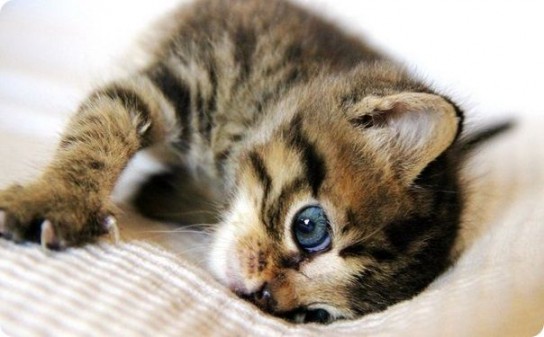 У котенка слезятся глаза: что делать?