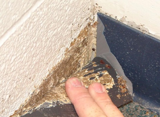 Причины появления клопов в квартире