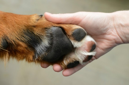 Дрессировка!