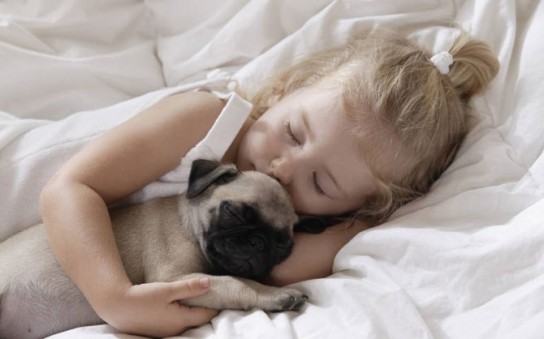 На что следует сделать акцент, обдумывая приобретение собаки?