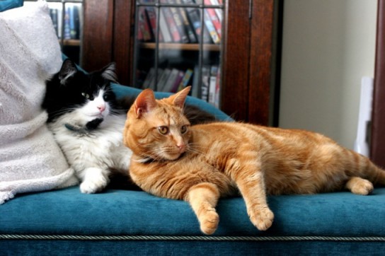 Кастрация кота: в каком возрасте лучше делать?