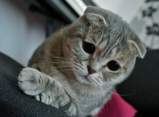 Сопутствующие симптомы