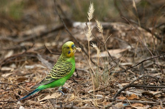Как правильно кормить волнистого попугая