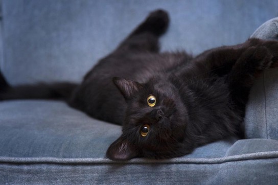 Кошачьи «презенты»