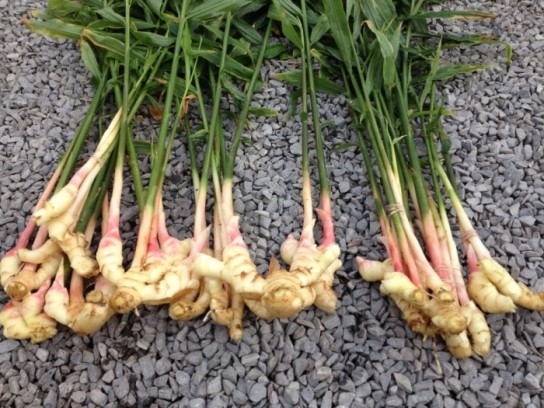 Причины возникновения тошноты?