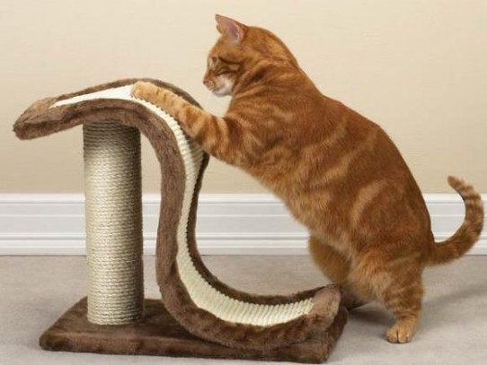 Как кошку отучить драть обои?