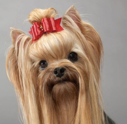 Йоркширский терьер - уход и питание