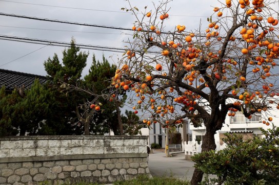 Что сделать, чтобы хурма не вязала?