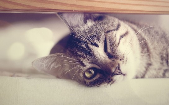 Как часто кошка мурчит в Вашем присутствии?