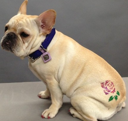 Стрижка животных на дому