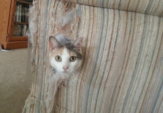 Как кошку отучить драть обои?