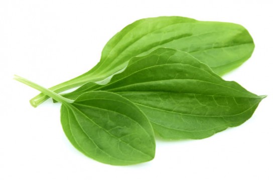 Что делать если укусила оса?