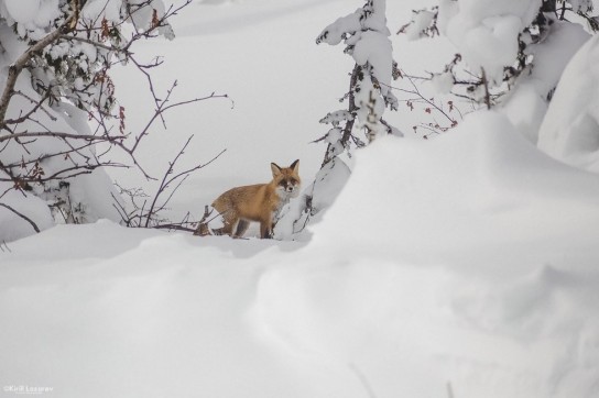 Лиса – домашний питомец