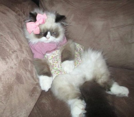 Клички для кошек и котов