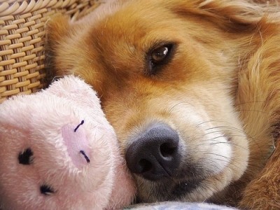 Собака плохо ест - что делать?