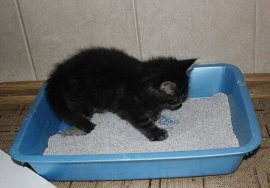 Признаки поноса у котенка