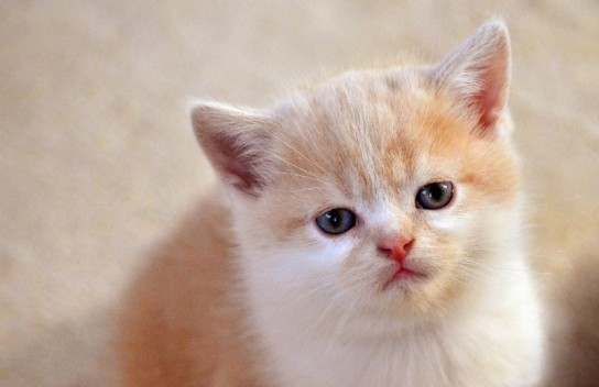 Чем лечить нарушение?