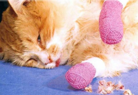 Как кошку отучить драть обои?