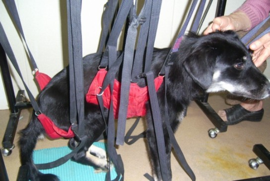 Как делать массаж задних ног собаке?