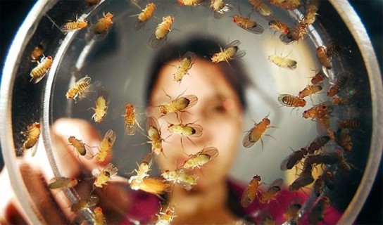 Откуда в квартире берутся мошки?