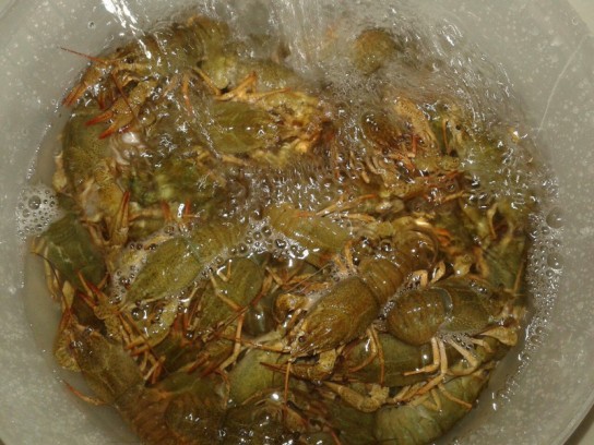 Как правильно варить раков: на что обращать внимание