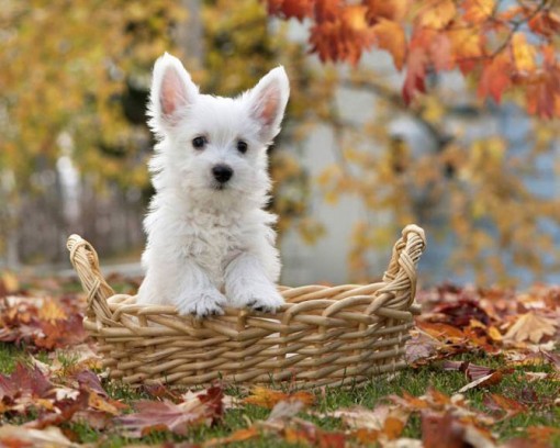 Следующие параметры выбора питомца в квартире
