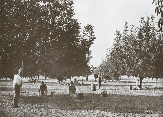 Как правильно посадить грецкий орех