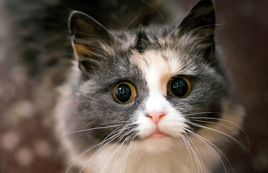 Вирусы, которые чаще всего вызывают чихание