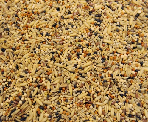 Как правильно кормить волнистого попугая