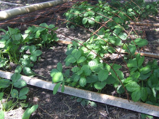 Как правильно посадить клубнику осенью