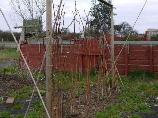 Как правильно посадить малину осенью