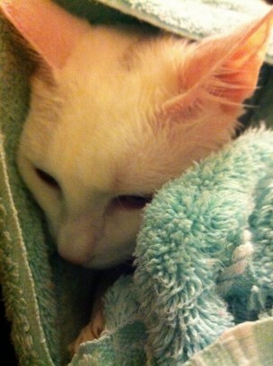 Отравление у кошки